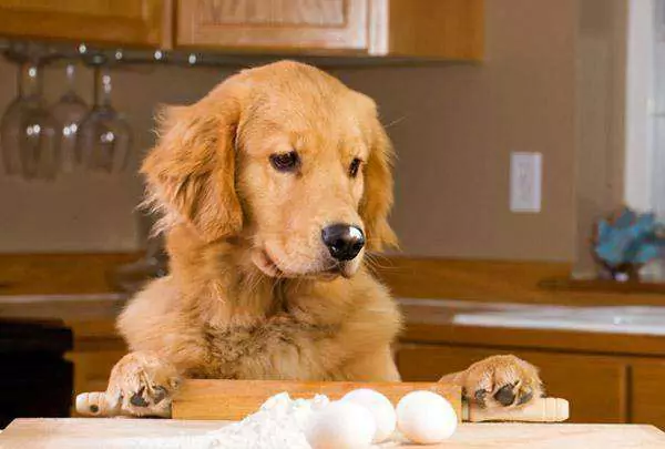 Czy surowe jaja są dobre dla psów? Jakie są inne wady surowych jaj dla psów?
