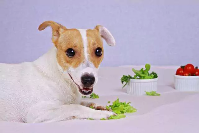 Czy psy mogą jeść sałatę? Czy psy muszą być gotowane, żeby jeść warzywa?