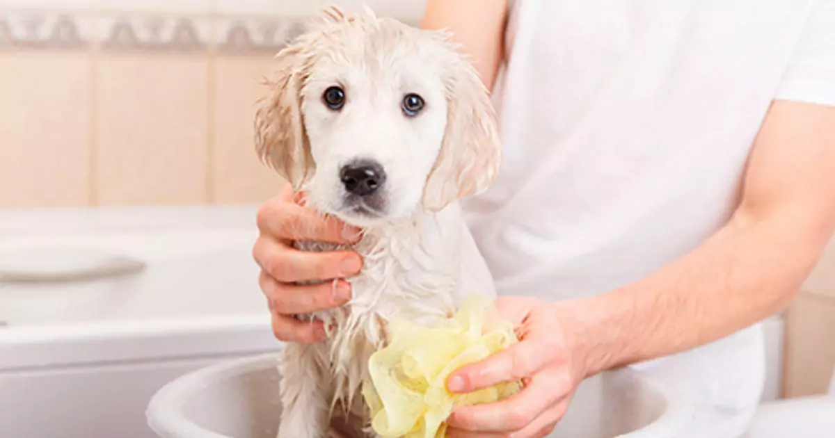 Jak często należy kąpać psa? Niebezpieczeństwa związane z częstym kąpaniem psów