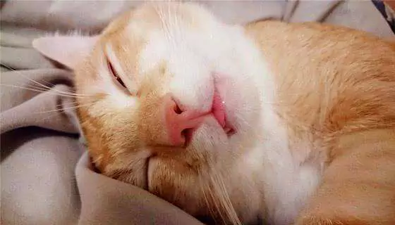 Czy koty chrapią? Czy to normalne, że koty chrapią przez sen?