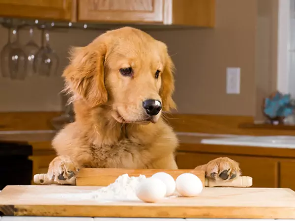 Czy jajka są dobre dla psów? Jakie są korzyści z jaj dla psów?