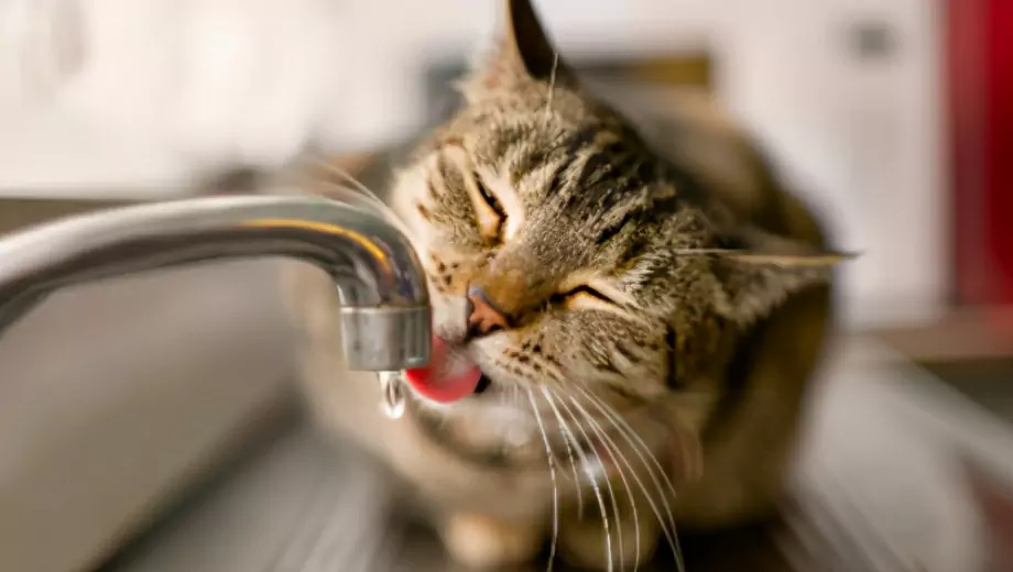 Dlaczego koty nie lubią wody? Przyczyny, dla których koty boją się wody