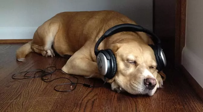Czy psy lubią muzykę? Jaki rodzaj muzyki lubią psy?