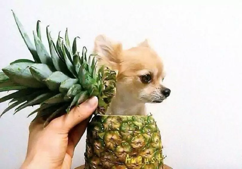 Czy ananas jest szkodliwy dla psów?