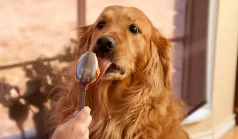 Czy psy mogą jeść masło orzechowe? Czy jedzenie masła orzechowego jest zdrowe dla psów?
