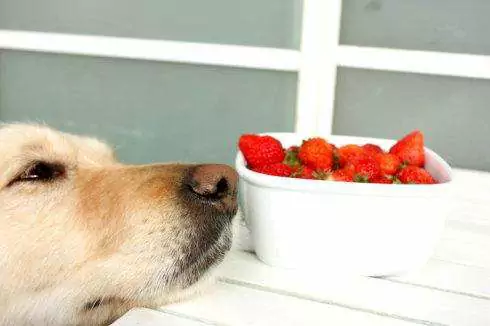Czy psy mogą jeść truskawki? Środki ostrożności dla psów jedzących owoce