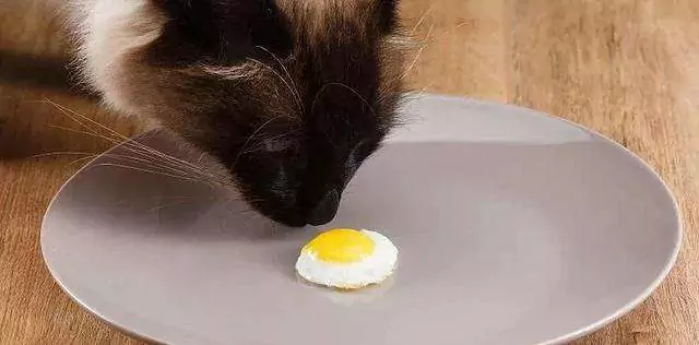 Czy koty mogą jeść jajka? Przeciwwskazania żywieniowe dla kotów
