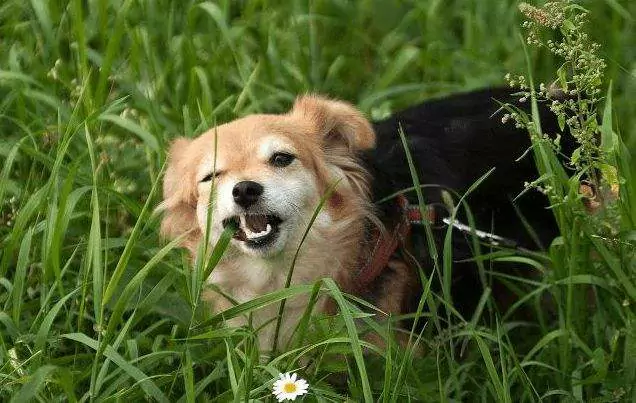Dlaczego mój pies je trawę? Sposoby wywoływania wymiotów u psów