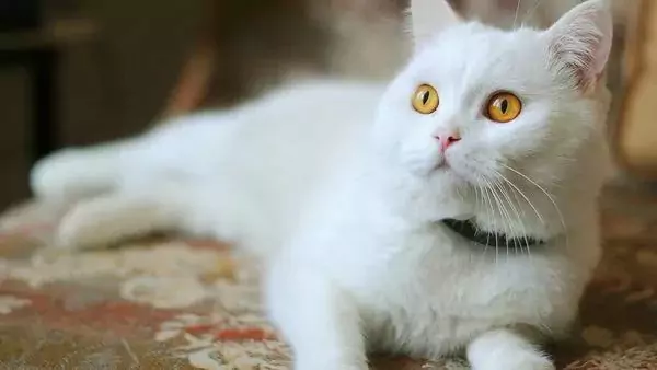 Jak w naturalny sposób pozbyć się pcheł u kota? Dlaczego koty mają pchły na ciele?
