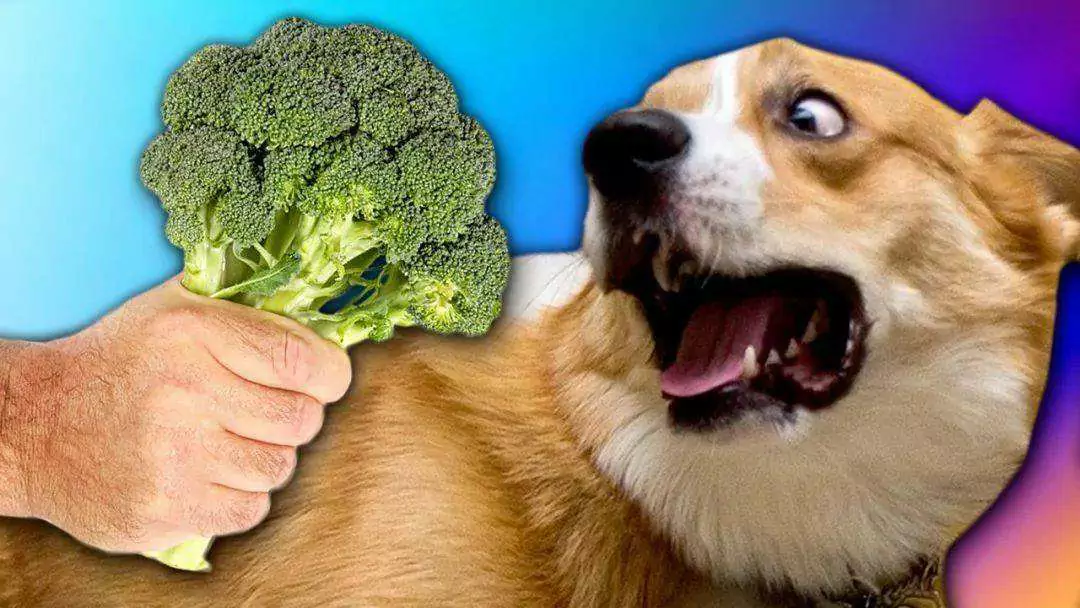 Czy psy mogą jeść brokuły? Zalety brokułów dla psów