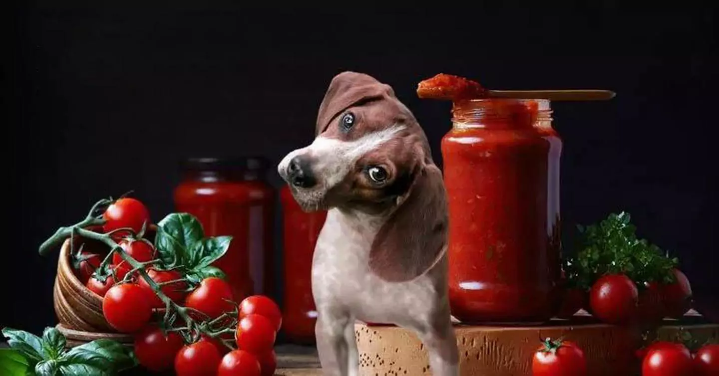 Czy psy mogą jeść pomidory? Jakie są korzyści z pomidorów dla psów?