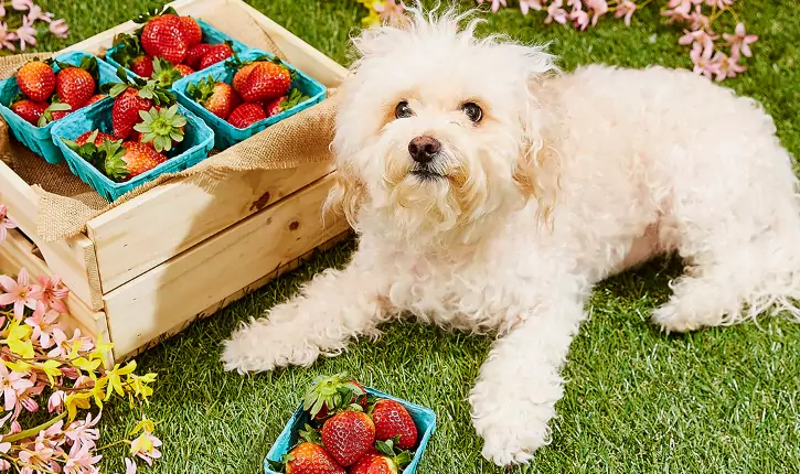 Jakie owoce mogą być spożywane przez psy?