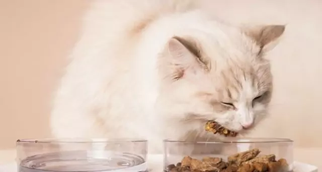 Czy koty mogą jeść indyka? Jakie są korzyści z mięsa indyka dla kotów?