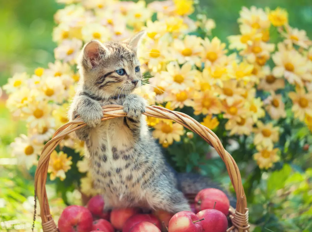 Czy koty mogą jeść jabłka? Korzyści wynikające z jedzenia jabłek przez koty