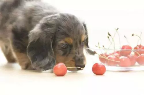 Czy psy mogą jeść czereśnie? Jaki jest zły wpływ czereśni na psy?