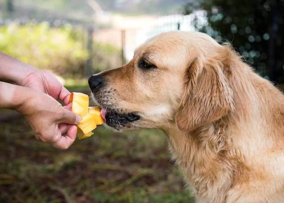 Czy mango jest dobre dla psów? Jakie są korzyści z podawania psom mango?
