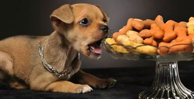 Czy psy mogą jeść orzechy? Czy orzechy i nasiona są szkodliwe dla psów?