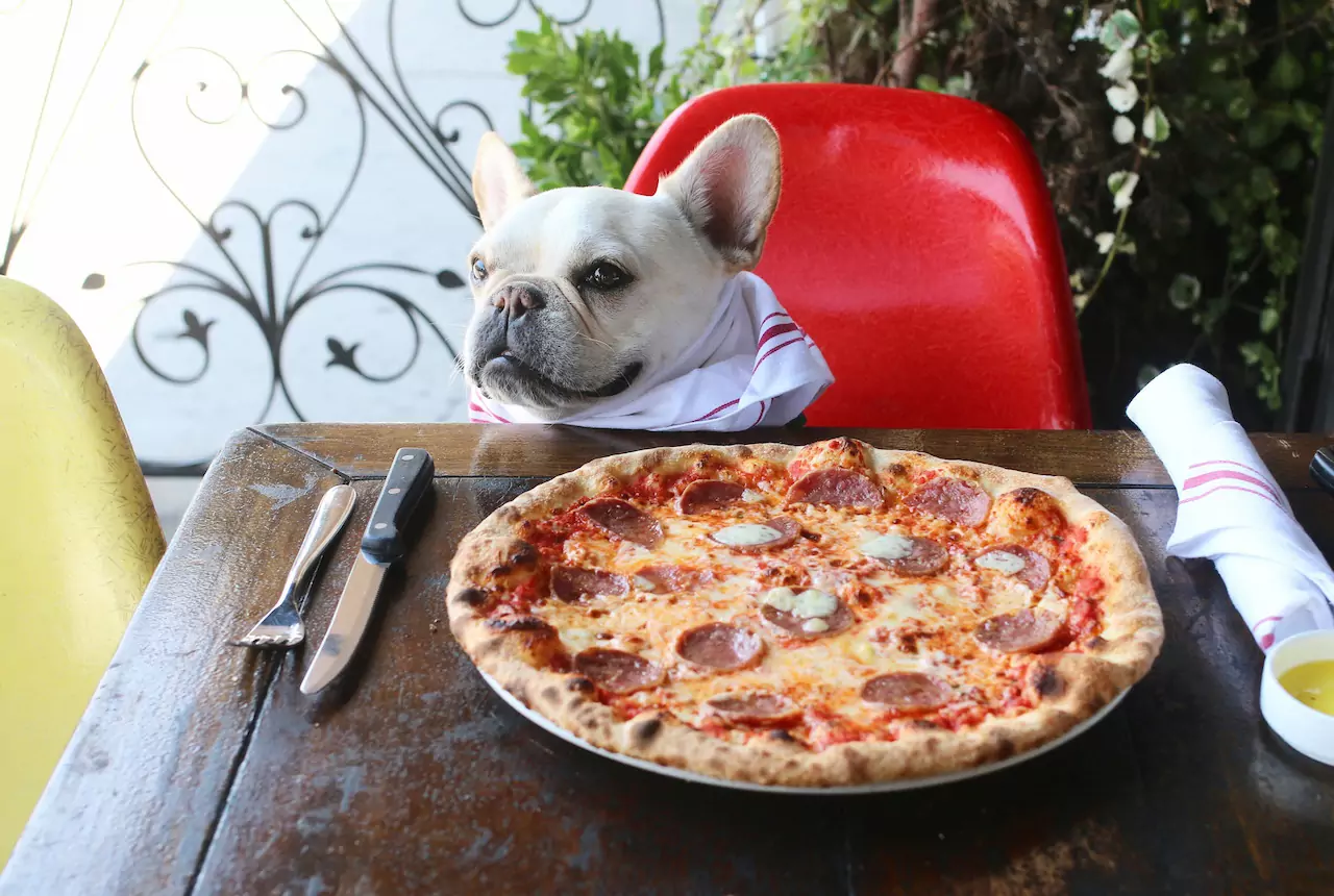 Czy psy mogą jeść pizzę? Czy składniki naszej pizzy są szkodliwe dla psów?