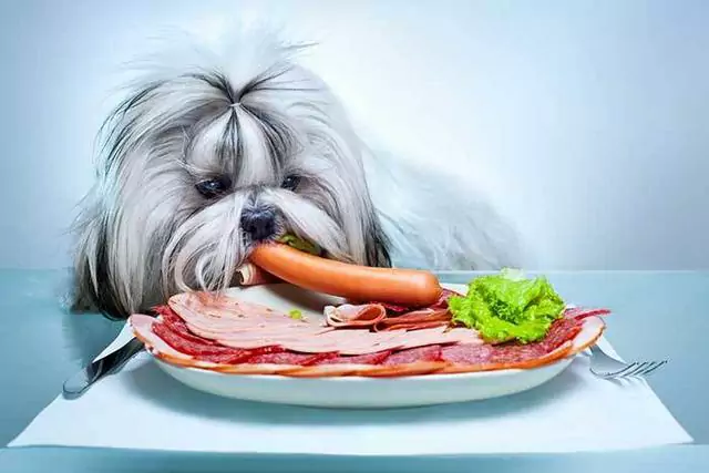 Czy psy mogą jeść surowy bekon? Czy bekon jest szkodliwy dla psów?