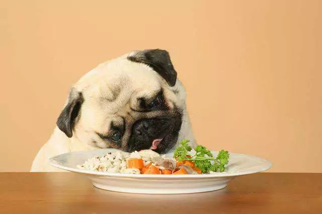 Czy psy mogą jeść ryż? Czy psy mogą regularnie jeść ryż?