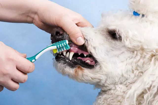 Jak często należy myć zęby psu?