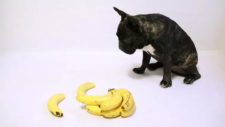 Czy banany są dobre dla psów? Dlaczego psy mogą jeść banany?