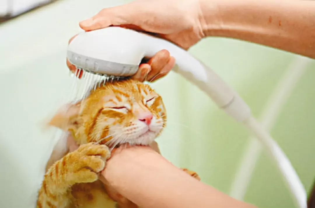 Jak czyścić uszy kota? Co robić, gdy nowemu kotu zalega woskowina w uszach?