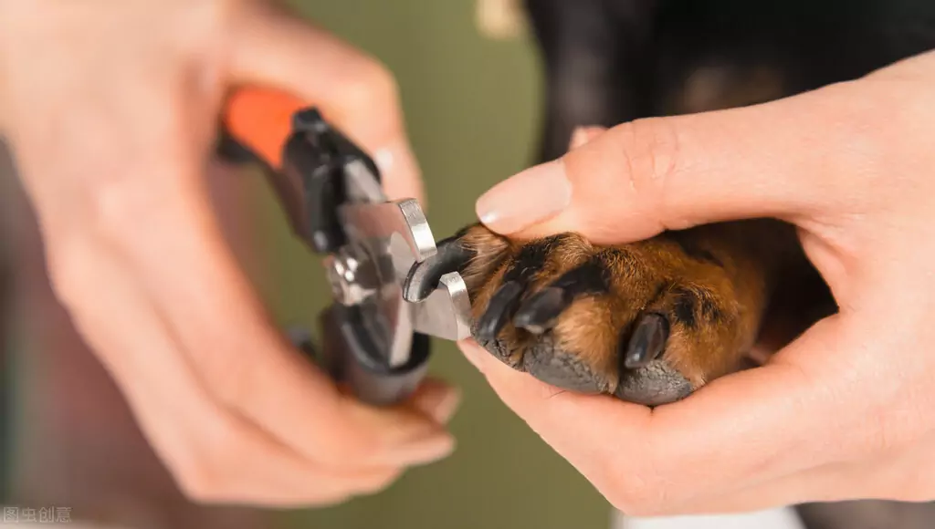 Jak przycinać paznokcie u psów? Niebezpieczeństwa związane ze zbyt długimi paznokciami u psów?