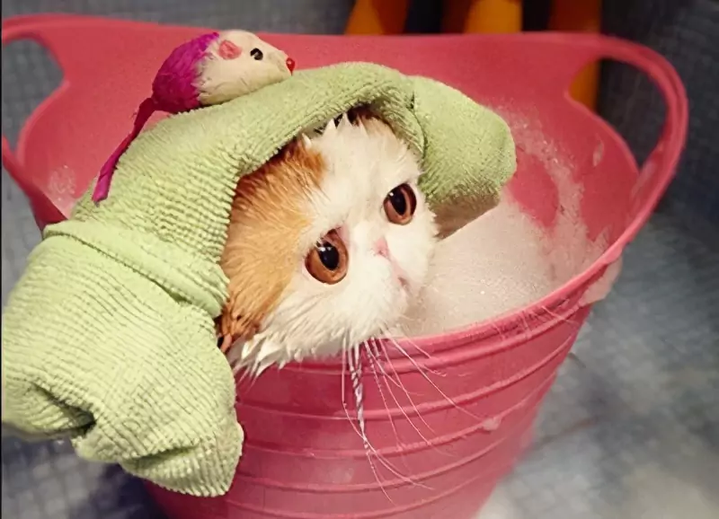 Jak kąpać kota? Zalety i wady kąpieli kotów
