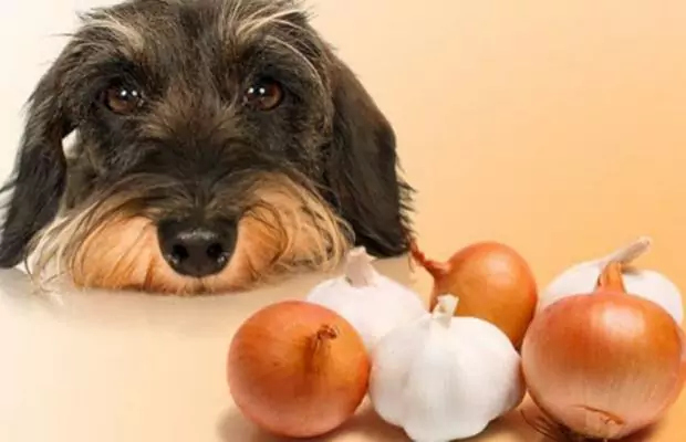 Czy psy mogą jeść czosnek？Jak przygotować czosnek dla psa？