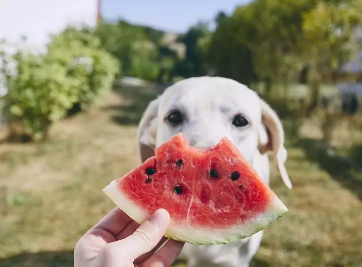 Czy arbuz jest dobry dla psów? Jakie są korzyści z arbuza dla psów?