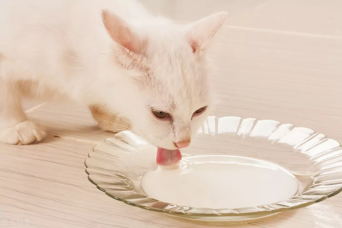 Jaką żywność dla ludzi mogą jeść koty? Jakie jedzenie jest dobre dla kotów?