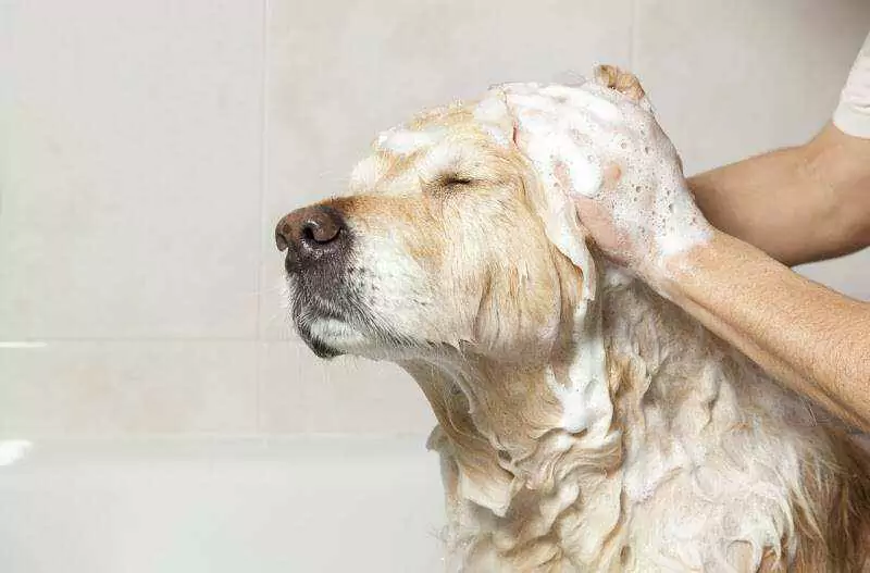 Jak często należy myć psa? Posiadanie szczeniaka wiąże się z koniecznością kąpania go w domu