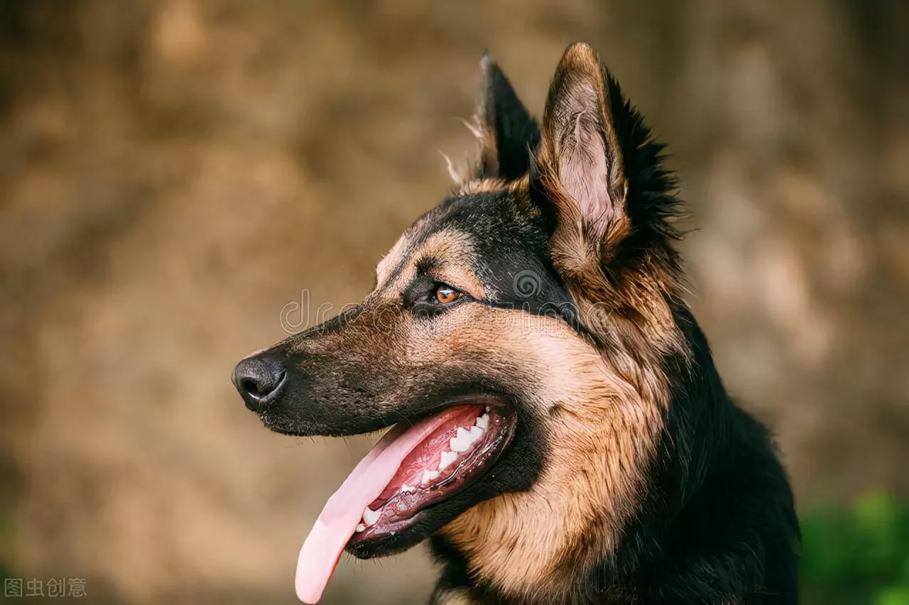 W jaki sposób psy zarażają się roztoczami ucha? Przyczyny występowania roztoczy w uszach u psów