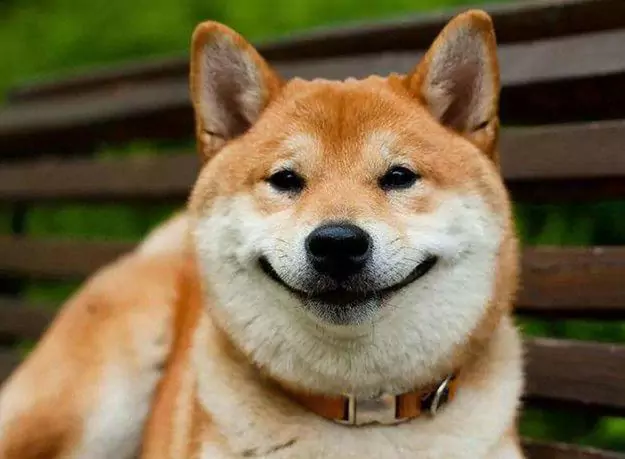Czy psy potrafią się uśmiechać?