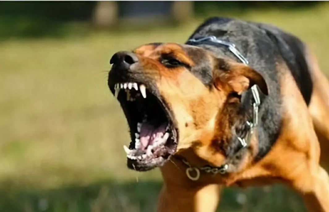 Jak zapobiegać pogryzieniom przez psy? Jak szkolić psa, aby przestał gryźć?