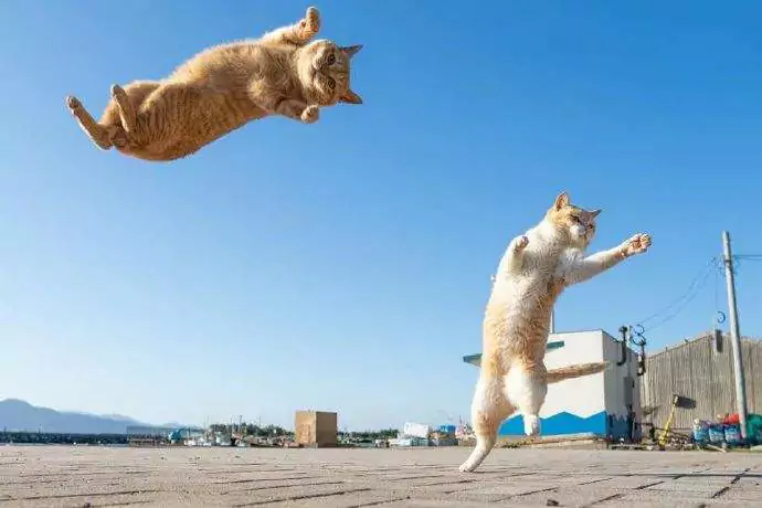Jak wysoko mogą skakać koty? Jak daleko mogą skakać koty?