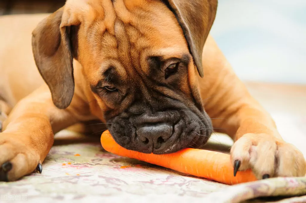 Czy marchew jest dobra dla psów? Jakie są wartości odżywcze marchewki?