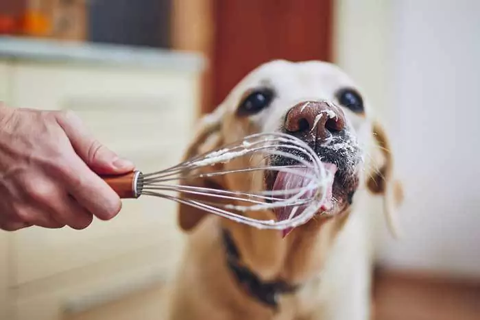 Czy psy mogą jeść śmietanę? Czy śmietana jest szkodliwa dla psów?