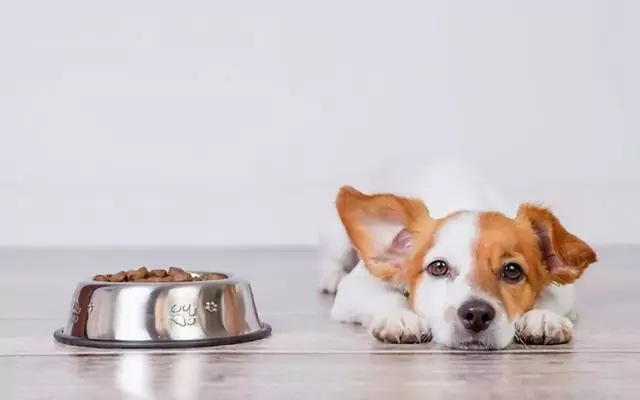 Jak karmić psa z biegunką? Przyczyny biegunki u psów