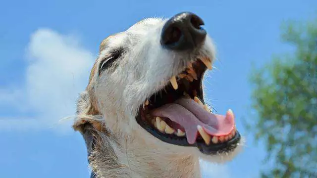 Dlaczego psy kichają podczas zabawy? Przyczyny kichania u psów