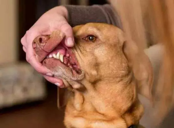 Czy jama ustna psa jest czystsza od ludzkiej? Jama ustna psów wymaga regularnego czyszczenia