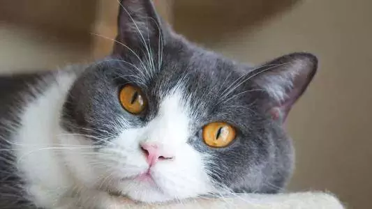 Dlaczego kichają koty? Jakie są przyczyny kichania u kotów?