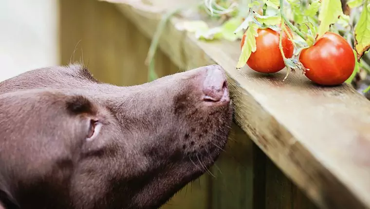Czy psy mogą jeść pomidory? Zalety i wady pomidorów dla psów