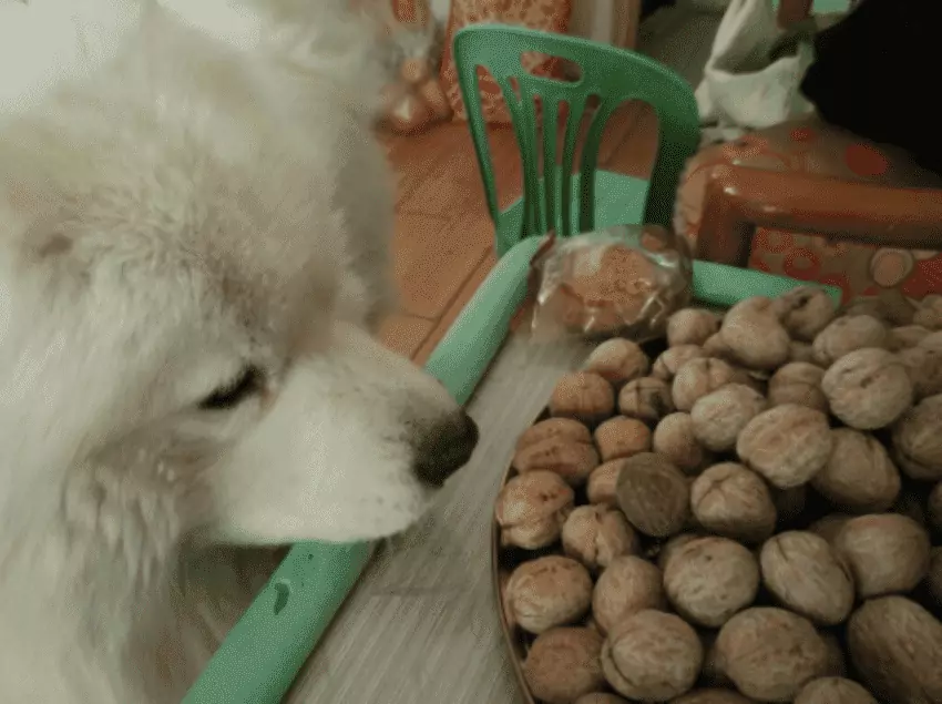 Czy psy mogą jeść orzechy włoskie? Psy mogą jeść orzechy włoskie