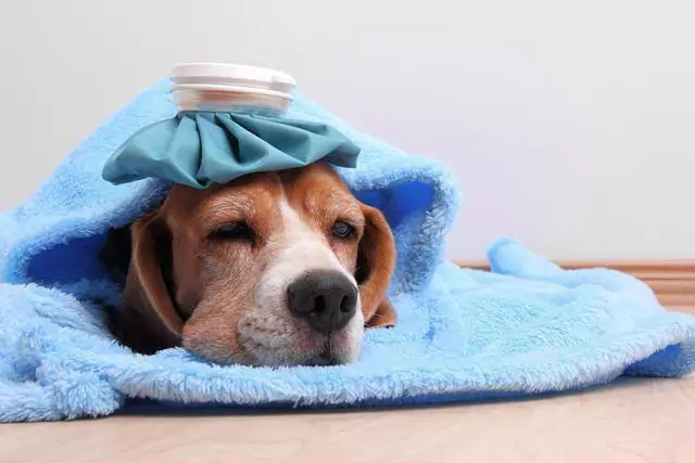 Czy psy mogą się przeziębić? Czy psy mogą się przeziębić i przenieść chorobę na ludzi?