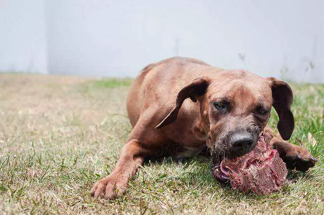 Czy psy mogą jeść surowe mięso? Czy psy stają się agresywne po zjedzeniu surowego mięsa?