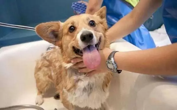 Czy psy mogą się kąpać?